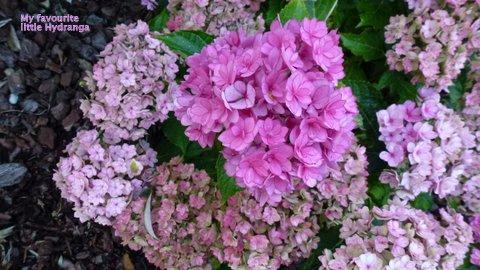 'Forever Together' Hydrangea